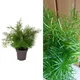 Carbeth Plants Asparagus Densiflorus 'sprengeri' House Plant In A 12Cm Pot - Asparagus Fern