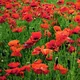 Pegdev - Pdl 10G Red Poppy Wild Flower Seeds - Common Seed - Flanders, Corn, Papaver Rhoeas Seed For Stunning Summer Blooms