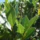 Carbeth Plants Laurus Nobilis, Bay Tree, Large Plant In A 12Cm Pot, Cooking Bay Leaf Tree Herb