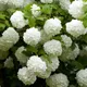 You Garden 1 X Viburnum Opulus 'roseum' Snowball Tree In A 9Cm Pot Ready To Plant Out - Snowball Tree In A 7/9Cm Pot Deciduous Shrubs For Gar