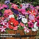 Thompson & Morgan Petunia Frenzy Mixed F1 6 Plug Plants