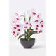 White and Pink Orchid 56 cm Phalaenopsis in Ceramic Pot