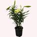 American Plant Exchange Live Flowering Easter Lily, 1- Gallon Nursery Pot in Black | 15 H x 6 D in | Wayfair EASTERLILYPRE01