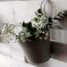 Touch of ECO Snowy White Baby's Breath Gypsophila Flower - 6 Bulbs - Attracts Butterflies, Bees & Hummingbirds | Wayfair 8013