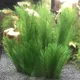 Aquarium Artificial Peacock Feather Grass Plastic Simulation Water Plants Fish Tank Underwater Weeds