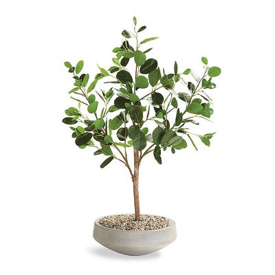Ficus Tree in Natural Clay Bowl - Frontgate
