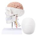 PASPRT Human Brain Anatomical Model with Pure White Skull Cervical Spine - Life Size Model Human Skull with Brain and Cervical Vertebra Anatomical Model