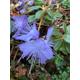 Dwarf Purple Rhododendron 2 Litre Pot | Free UK Postage