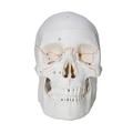 KUAIYIJU Human Skull Model Life Size Head Skeleton Model for Disease Study Medical Report, Number Coded Human Anatomy Skull Model