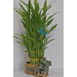 3 Layers Tower Lucky Bamboo with Elephant Set Ceramic Pot