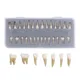 28 Two-color Permanent Teeth with Root Pulp in Vitro Tooth Model Adult Full Mouth Standard Tooth