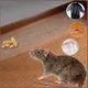 Piège à souris étanche Monténégro de rats clair invisible collant pour intérieur et extérieur