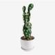 Cactus Artificiel Opuntia 41 cm Sklum 41 cm - ↑41 cm