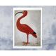 "Vintage Book Illustration \"Scarlet Ibis with an Egg\" (c.1699-1701) by Dorothea Maria Graff - Premium Reproduction Giclée Fine Art Print"