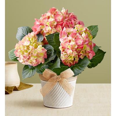 1-800-Flowers Seasonal Gift Delivery Elegant Spring Hydrangea Small