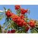 Sorbus Cardinal Royal Mountain Ash Tree 6ft Supplied in a 7.5 Litre Pot