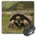 3dRose Giant Tortoise Alcedo Volcano Galapagos Islands - SA07 POX0686 - Pete Oxford Mouse Pad 8 by 8 inches