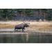 Posterazzi Bull Moose in Rut Wades in a Pond Kincaid Park Anchorage Alaska Autumn Poster Print by Michael Jones - 38 x 24 - Large