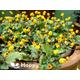 Toothache Plant Bullseye - 400 Seeds - Spilanthes Oleracea - Flower Herb