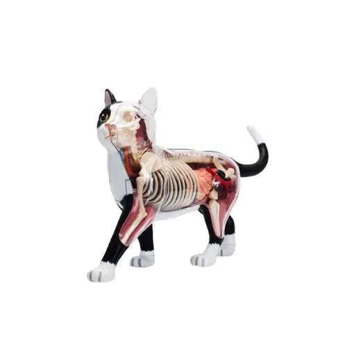 Tier organ Anatomie Modell 4d Katze Intelligenz Montage Spielzeug Lehre Anatomie Modell DIY beliebte