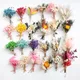 Mini bouquet de fleurs séchées naturelles frais aide petit décoratif photographie toile de