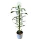 White Dendrobium Orchid Plant in 12 cm pot 60 cm height