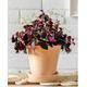 Oxalis Triangularis Purple in 12 cm Pot