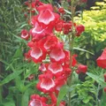 Thompson & Morgan Penstemon Sweet Cherry (Icecream) 3 Jumbo Plug Plants (35mm)