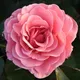 Carbeth Plants Rose Bush 'amazing Grace' - Blousy Hybrid Tea Fragrant Rose Bush In 3 Litre Pot