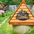 Sueyeuwdi Double Bird Wall Mounted Bird Feeding Basin Bird Feeder Outdoor Storage Basin Garden Villa Wall Decoration Gardening Supplies Garden Decor Black 20*20*10cm