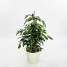 Le Georgiche - Ficus benjamina &8220Danielle&8221 - ø 21 cm