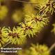 Hamamelis x intermedia 'Westerstede'