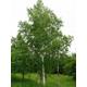 Silver Birch - Betula Pendula 250+ Seeds W 103