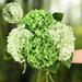 4Pcs Real Touch Hydrangea Artificial Flowers Fake Hydrangea Flowers 21 Latex Faux Hydrangea Flowers for Wedding Bouquet Home Decor Centerpieces (2 Light Green & 2 Dark Green)