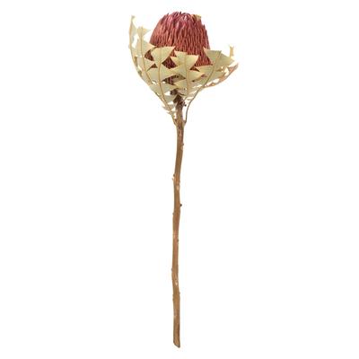 Vickerman 12" Erica Pink Baxteri (Banksia) Flower with Stem. Includes 3 Stems per Pack, Dried