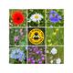 Pick N Mix Wildflower Seeds British Meadow Flowers Grow Wild UK Garden Gift Box Poppy, Cornflower, Oxeye Daisy, Sunflower, Burnet & More