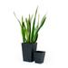 Medium 9 in. & 7 in. Smart Self-Watering Square Planter with Water Level Indicator - Hand Woven Wicker (2-Pack)