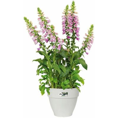 Blumentopf vibia campana Abstandhalter Übertopf Pflanzkasten Pflanzentopf Pflanzgefäß weiß Image