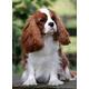 Jigsaw Puzzle 2000 Piece Cavalier King Charles Spaniel Dog Jigsaw Puzzle 2000 Piece Art Skill Game For The Whole Family, Colorful Placement Game 70x100CM