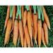 Scarlet Nantes Carrot Seeds - 500 Count Seed Pack - Non-GMO - Rich-Orange Colored Roots are coreless Crisp and Very Sweet. Perfect for Canning juicing or Eating raw. - Country Creek LLC
