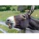 Donkey Puzzle 2000 Pieces | Animal World Puzzle Puzzle Storage: Cardboard Box And Resealable Bag | Puzzle Dimensions 70x100CM