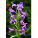 Garden Shrub - Penstemon 'Catherine de la Mare' - 1 x Full Plant in 1 Litre Pot