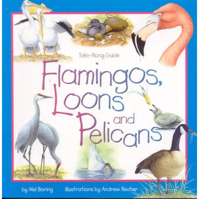 Flamingos Loons and Pelicans