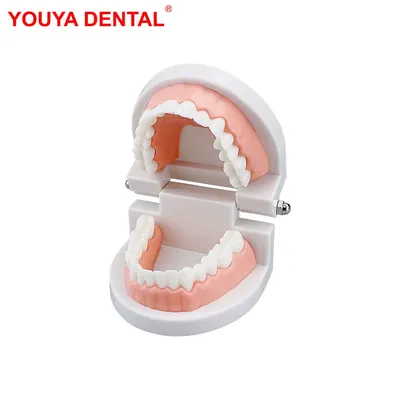 1pcs Cheap Standard Dental Model Teeth Teaching Model Plastic Teeth Model For Dentist Dental