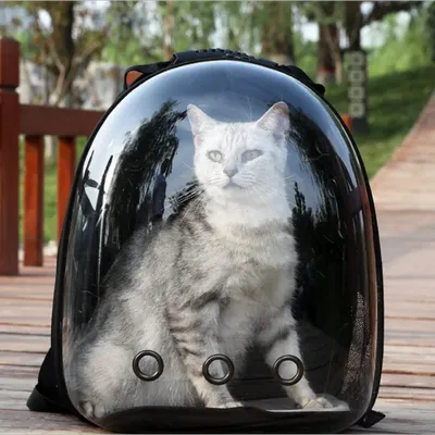 Cat+Supplies