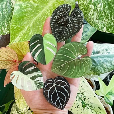 Cute Glossy Popular Simulation Leaf Phone Holder Grip Finger Ring Support Foldable Expandable