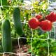 Grow Your Garden With Heavy-duty Trellis Netting Mesh - Perfect For Climbing Plants!