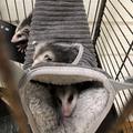 Cozy Winter Hammock Tunnel For Small Animals - Perfect For Sugar Gliders And Other Pets