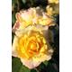 Bush shrub rose Chinatown yellow pink fragrant flowers 4lt potted garden shrub