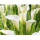 Calla lily (Zantedeschia) bulbs Elegant white blooms Hardy Perennial everlasting plants For Garden beds & pots Low Maintenance Flower yearly